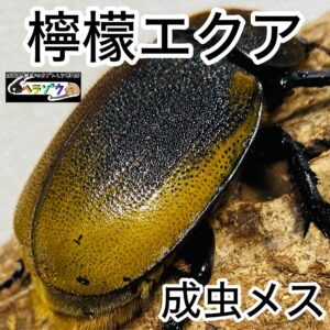 【檸檬エクア】 ヘラクレスオオカブト 亜種エクアトリアヌス 成虫 メス 62mm