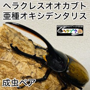 ヘラクレスオオカブト 亜種オキシデンタリス 成虫 136mm ペア