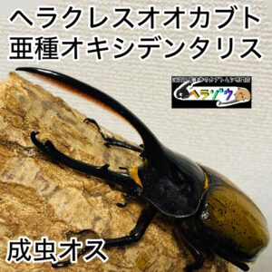 ヘラクレスオオカブト 亜種オキシデンタリス 成虫 オス 136mm