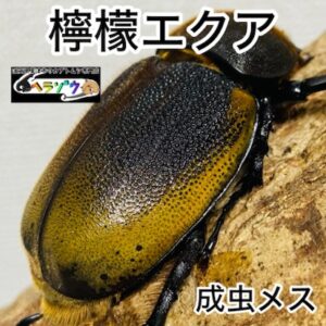 【檸檬エクア】 ヘラクレスオオカブト 亜種エクアトリアヌス 成虫 メス 60mmUP