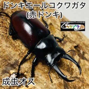 ドンキエールコクワガタ 成虫 オス 53mm 赤ドンキ