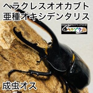 ヘラクレスオオカブト 亜種オキシデンタリス 成虫 オス 118mm