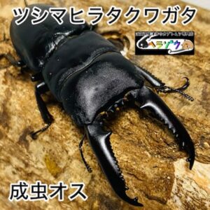 ツシマヒラタクワガタ 成虫 オス 74mm