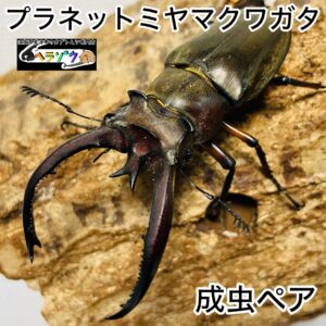 プラネットミヤマクワガタ 原名亜種 成虫 ペア オス74mm