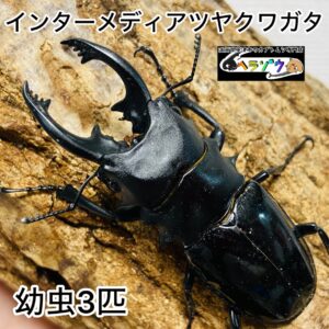 インターメディアツヤクワガタ 幼虫 3匹