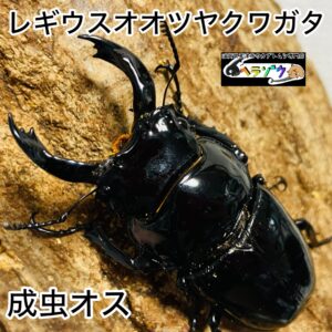 レギウスオオツヤクワガタ 成虫 オス 70mm