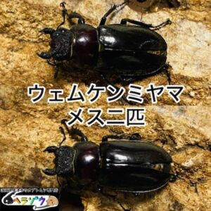 ウェムケンミヤマクワガタ 成虫 メス 2匹