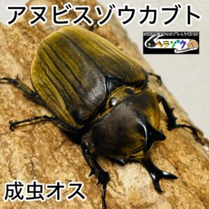 アヌビスゾウカブト 成虫 オス 67mm