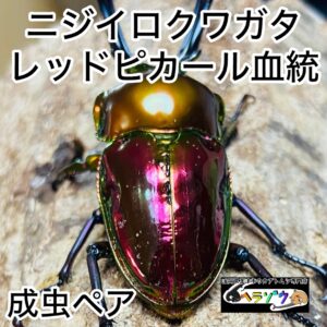 ニジイロクワガタ レッドピカール血統 成虫ペア 50mmUP
