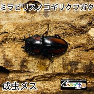 ミラビリスノコギリクワガタ 成虫 メス