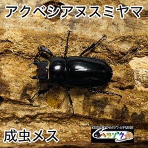 アクベシアヌスミヤマクワガタ 成虫 メス