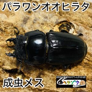 パラワンオオヒラタ 成虫 メス