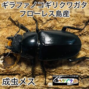 ギラファノコギリクワガタ 成虫 メス 2匹