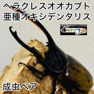 ヘラクレスオオカブト 亜種オキシデンタリス 成虫 139mm ペア