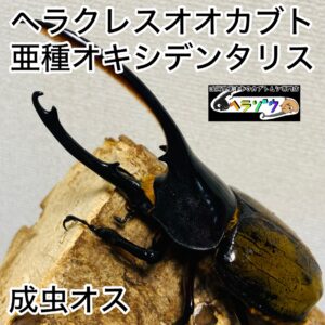 ヘラクレスオオカブト 亜種オキシデンタリス 成虫 オス 139mm