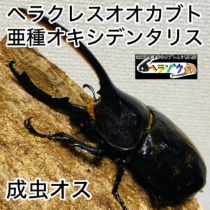 ヘラクレスオオカブト 亜種オキシデンタリス 成虫 オス 120mmUP