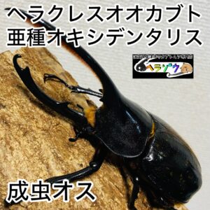 ヘラクレスオオカブト 亜種オキシデンタリス 成虫 オス 131mm
