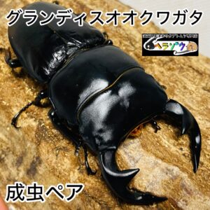 グランディスオオクワガタ 成虫 ペア 83mm