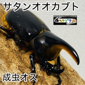 サタンオオカブト 成虫 オス 75mm