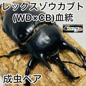 レックスゾウカブト 成虫 ペア 105mm (アクティオンゾウカブト 亜種 johannae)