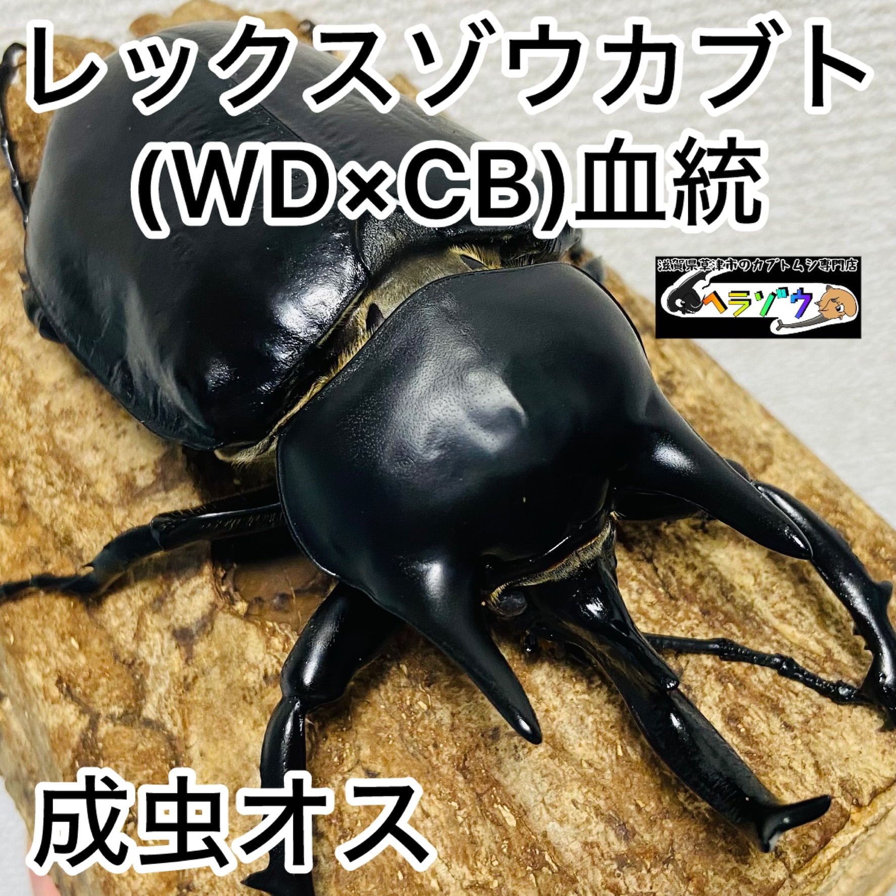 レックスゾウカブト 成虫 オス 98mm (アクティオンゾウカブト 亜種 johannae)