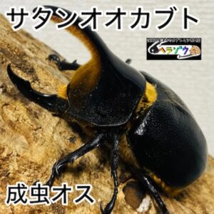 サタンオオカブト 成虫 オス 85mm