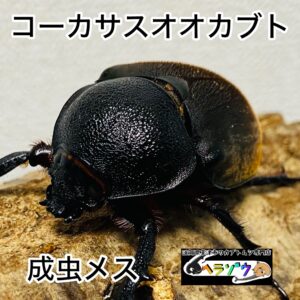 コーカサスオオカブト 成虫 メス