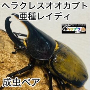 ヘラクレスオオカブト 亜種レイディ (亜種バウドリー) 成虫 ペア 81mm