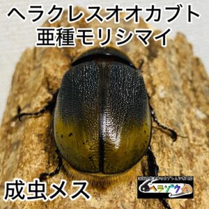 ヘラクレスオオカブト 亜種モリシマイ 成虫 メス