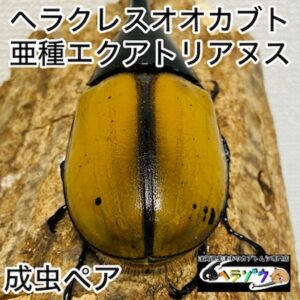 【檸檬エクア】 ヘラクレスオオカブト 亜種エクアトリアヌス 成虫 ペア 132mm