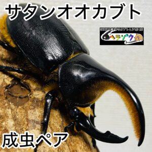 サタンオオカブト 成虫 ペア 85mm