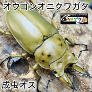 モーレンカンプオウゴンオニクワガタ 成虫 オス 49mm