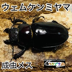 【即ブリ】ウェムケンミヤマクワガタ 成虫 メス