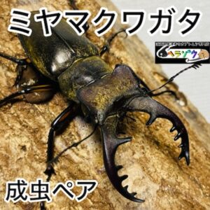 ミヤマクワクワガタ 成虫 ペア 65mm