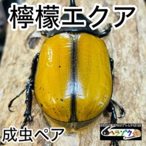 【檸檬エクア】ヘラクレスオオカブト 亜種エクアトリアヌス 成虫 ペア 78.4mm