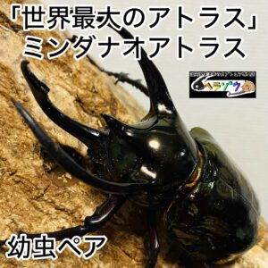 アトラスオオカブト 幼虫 ペア ミンダナオアトラス