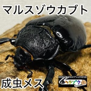 マルスゾウカブト 成虫 メス ♀