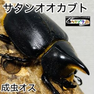 サタンオオカブト 成虫 オス 57mm