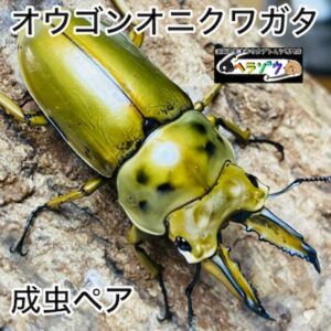 ババオウゴンオニクワガタ 成虫 ペア 61mm