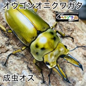 ババオウゴンオニクワガタ 成虫 オス 51mm