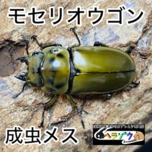 モセリオウゴンオニクワガタ 成虫 メス