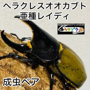 ヘラクレスオオカブト 亜種レイディ (亜種バウドリィ バウドリー) 成虫 ペア 85mm