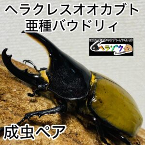 ヘラクレスオオカブト 亜種バウドリィ バウドリー (亜種レイディ) 成虫 ペア 85mm