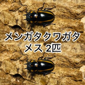 【即ブリ】メリーメンガタクワガタ 成虫 メス 2匹