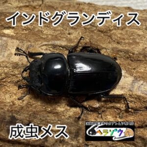 グランディスオオクワガタ 成虫 メス