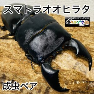 スマトラオオヒラタ 成虫 ペア 101mm