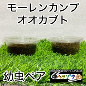 モーレンカンプオオカブト 幼虫 ペア