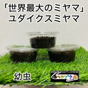 ユダイクスミヤマクワガタ 幼虫 5匹 (ヨーロッパミヤマクワガタ 亜種)