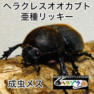 ヘラクレスオオカブト 亜種リッキー 成虫 メス 65mmUP