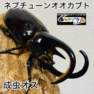 ネプチューンオオカブト 成虫 オス 104mm